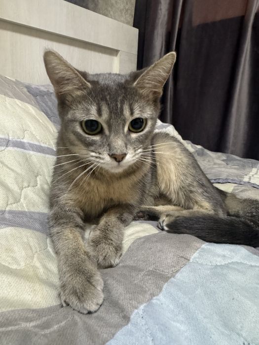 Отдам в хорошие руки. Полуабиссинкая кошка