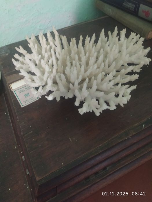 Продам кораллы и ракушки.