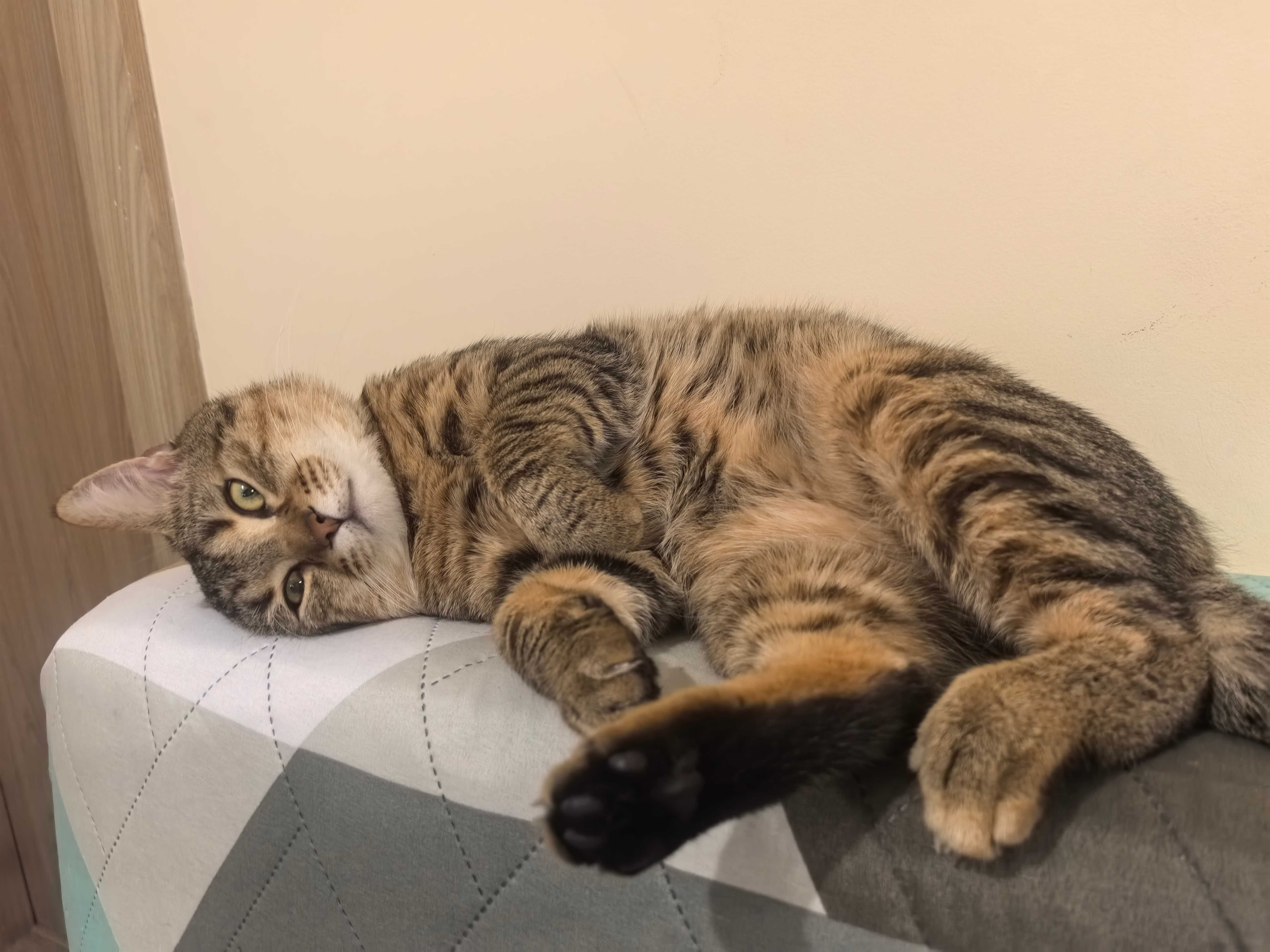 Подарява се коте