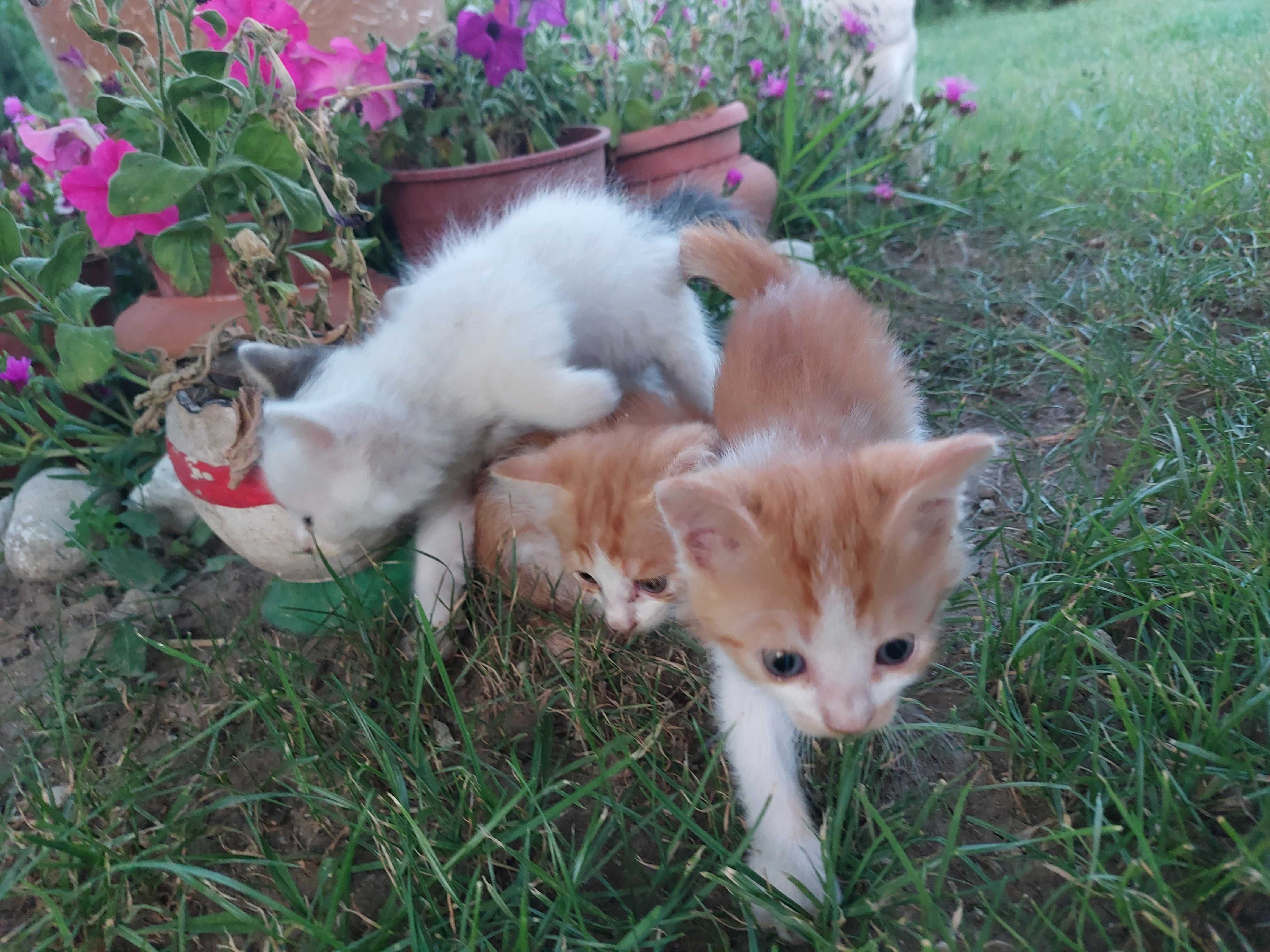 Подарявам мъжки котета на месец и половина