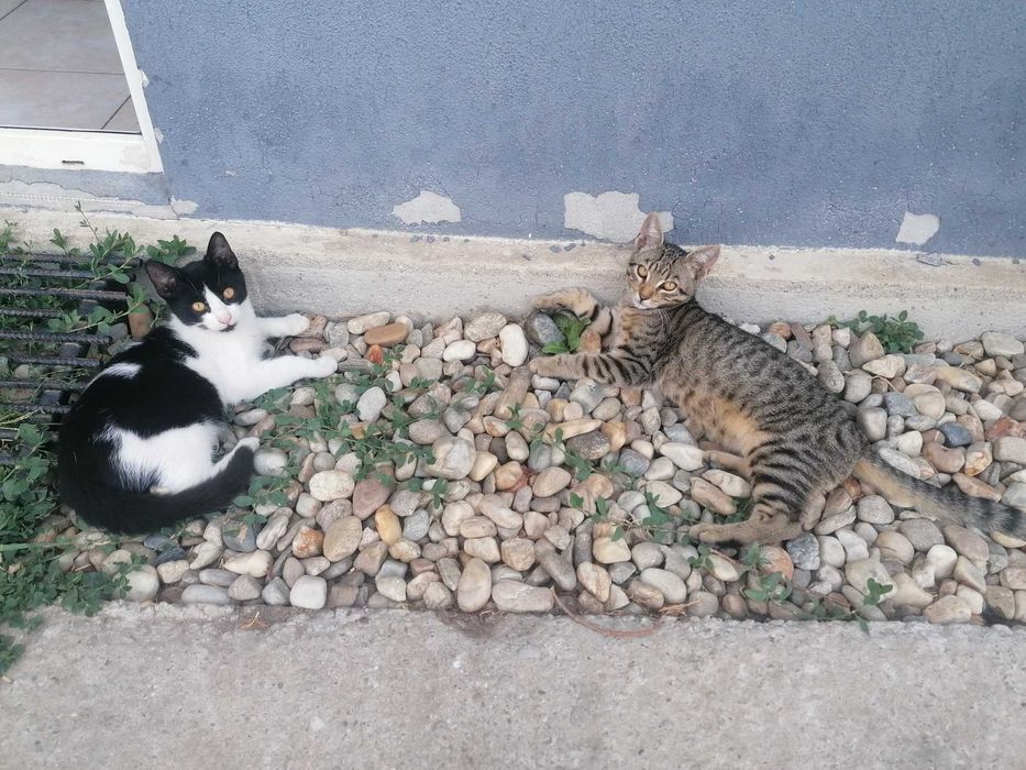 Donez 4 pisoiasi, 2 cotoi si o pisica de 2 ani