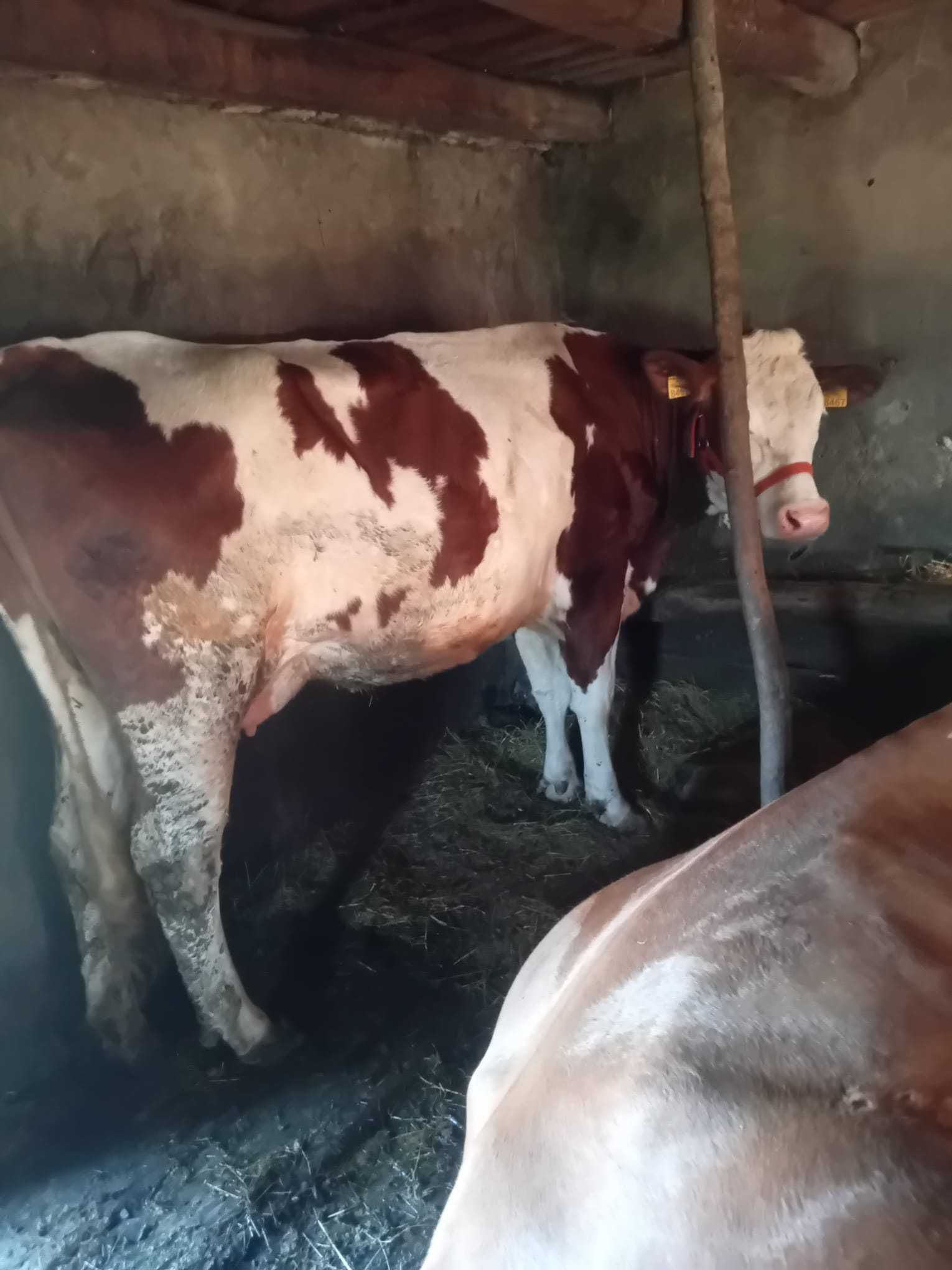 Vând juninca la prima fătare