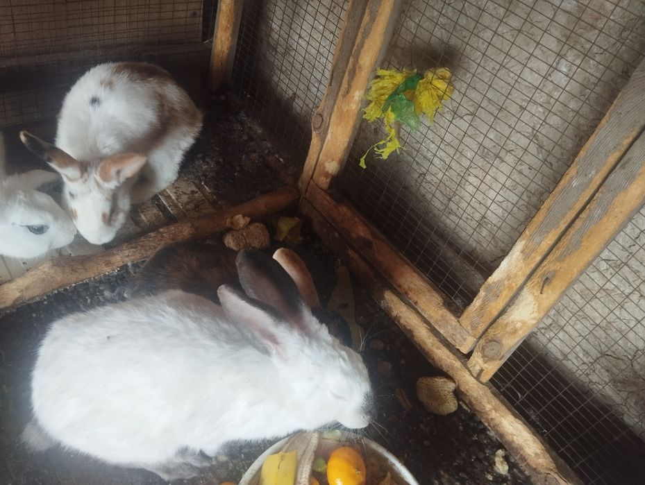 Quyonlar sotiladi koʻpi erkak 150 dan kelishamiz 5ta xar xil rang