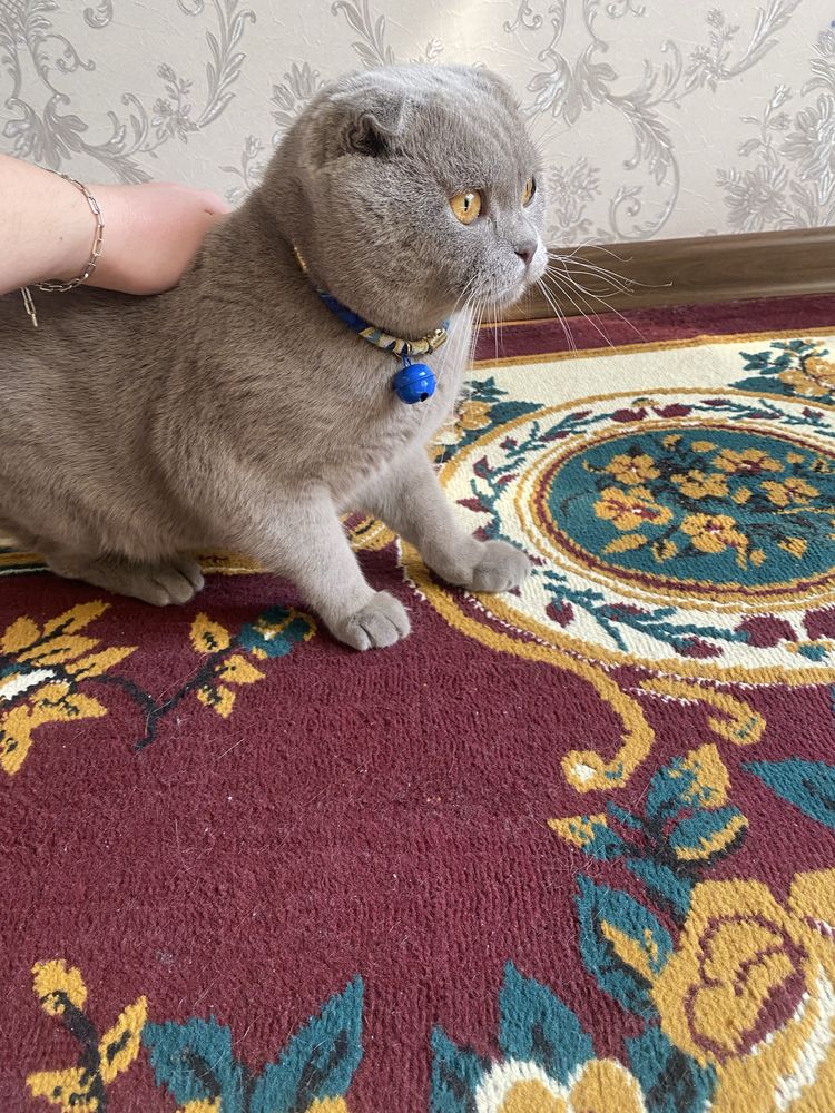 Срочно продаются котята Скоттиш Фолд и Скоттиш Страйт