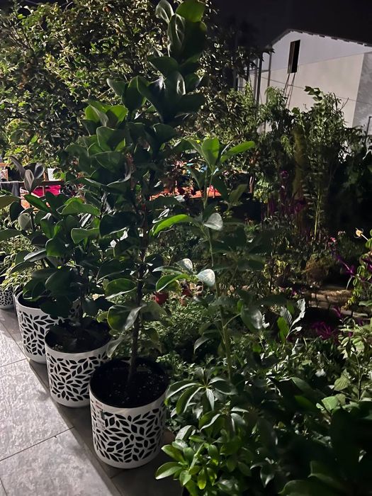 Цветы офисные для вашего интерьера