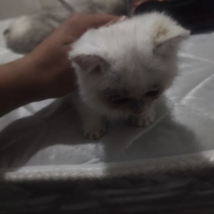 Britan toza qon qiz mushuca 2 oylik