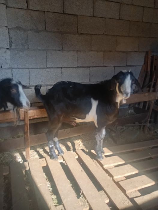 Сүтті ешкі сатылады лағымен