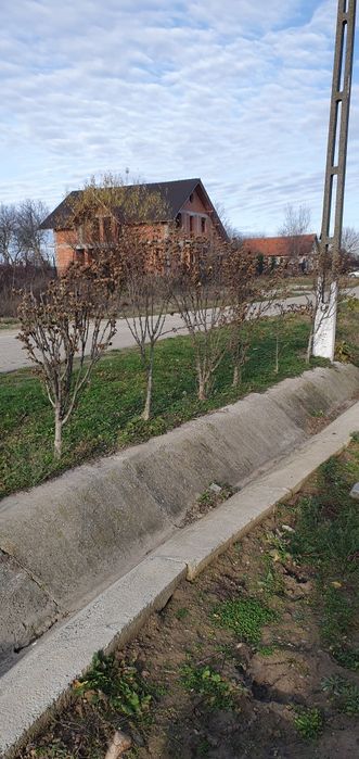 Copăcei hibiscus syriacus