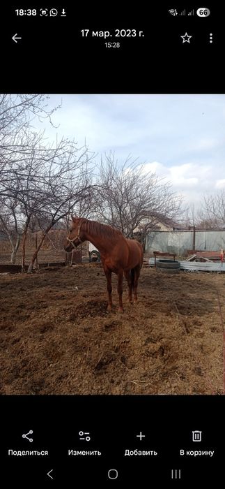 Ат  9 жас аягы сау араб каны бар