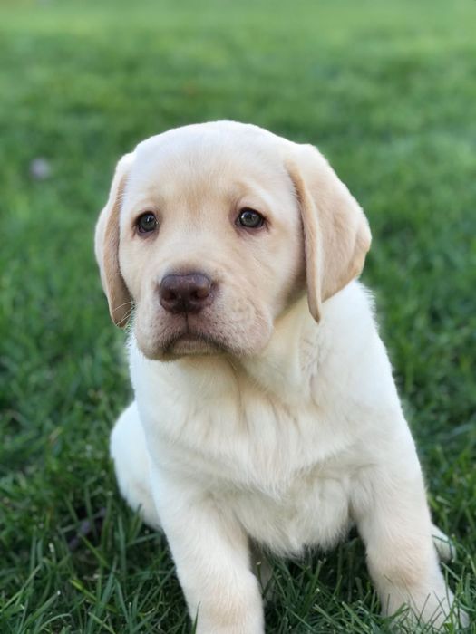 Puiut labrador retriever cu pedigree tip A