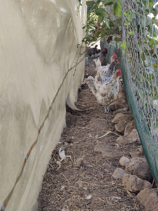 Vând găini Australorp 100 ron