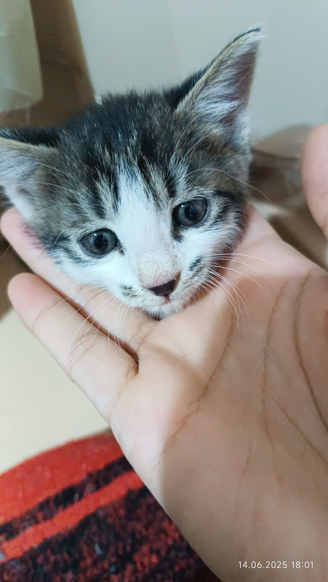 Котята отдам даром