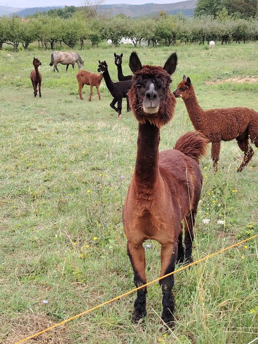 Vând alpaca tinere și mature