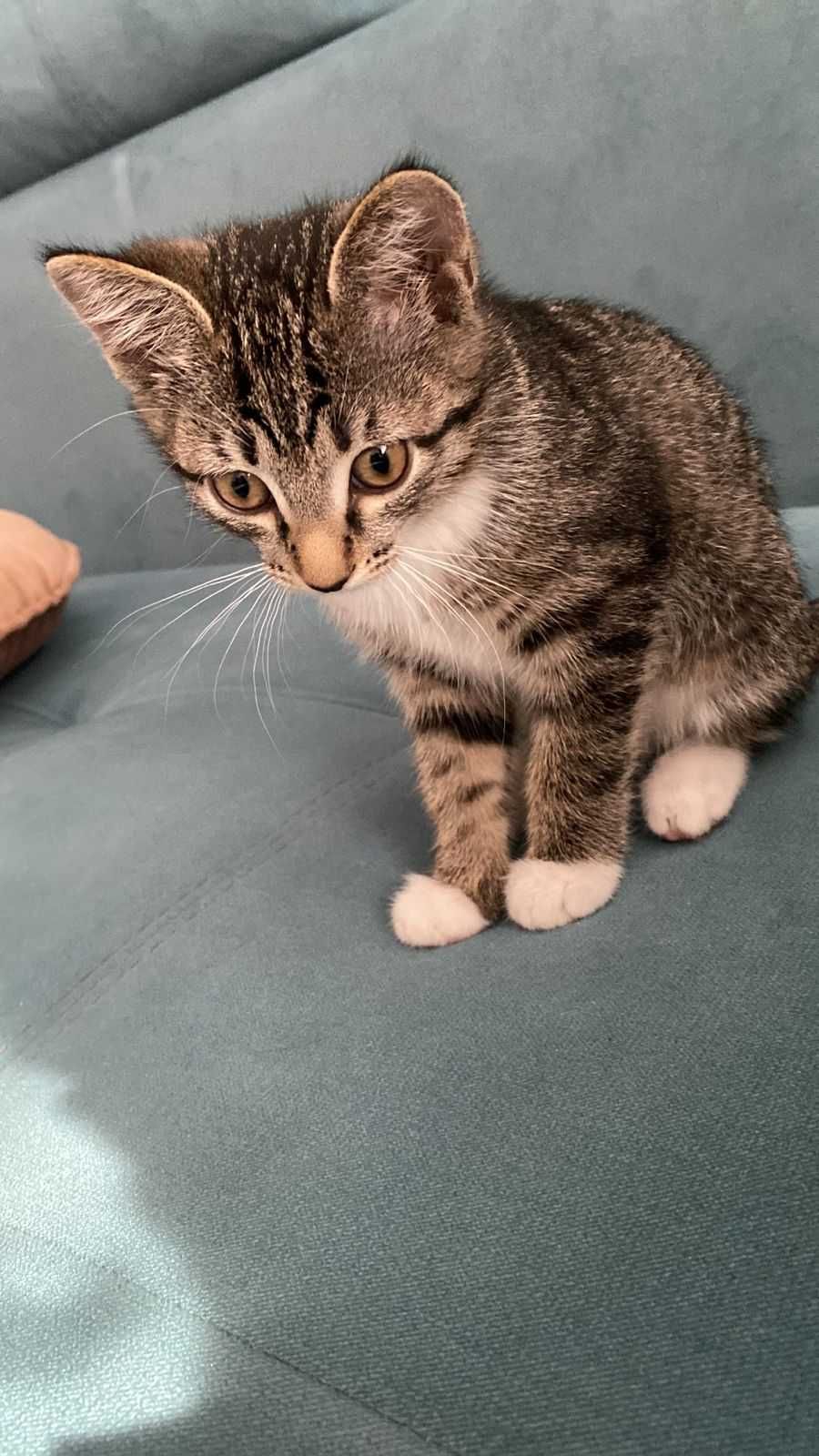 Отдам котёнка 5 месячная