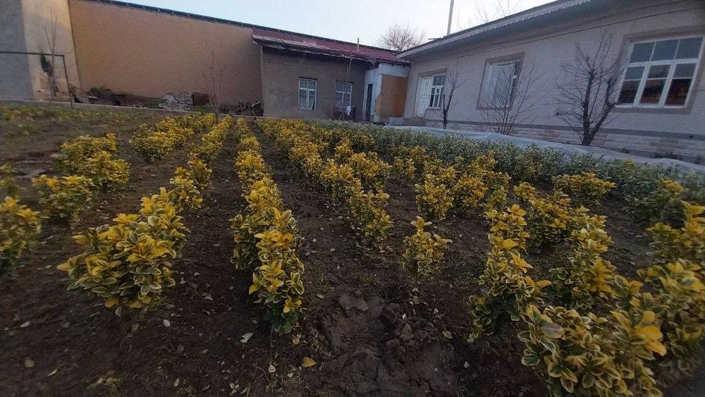 Italianskiy sariq shamshot