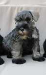 Pui Schnauzer pitic mascul