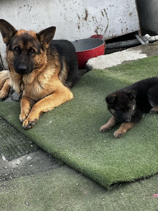 Продават се немски овчарки