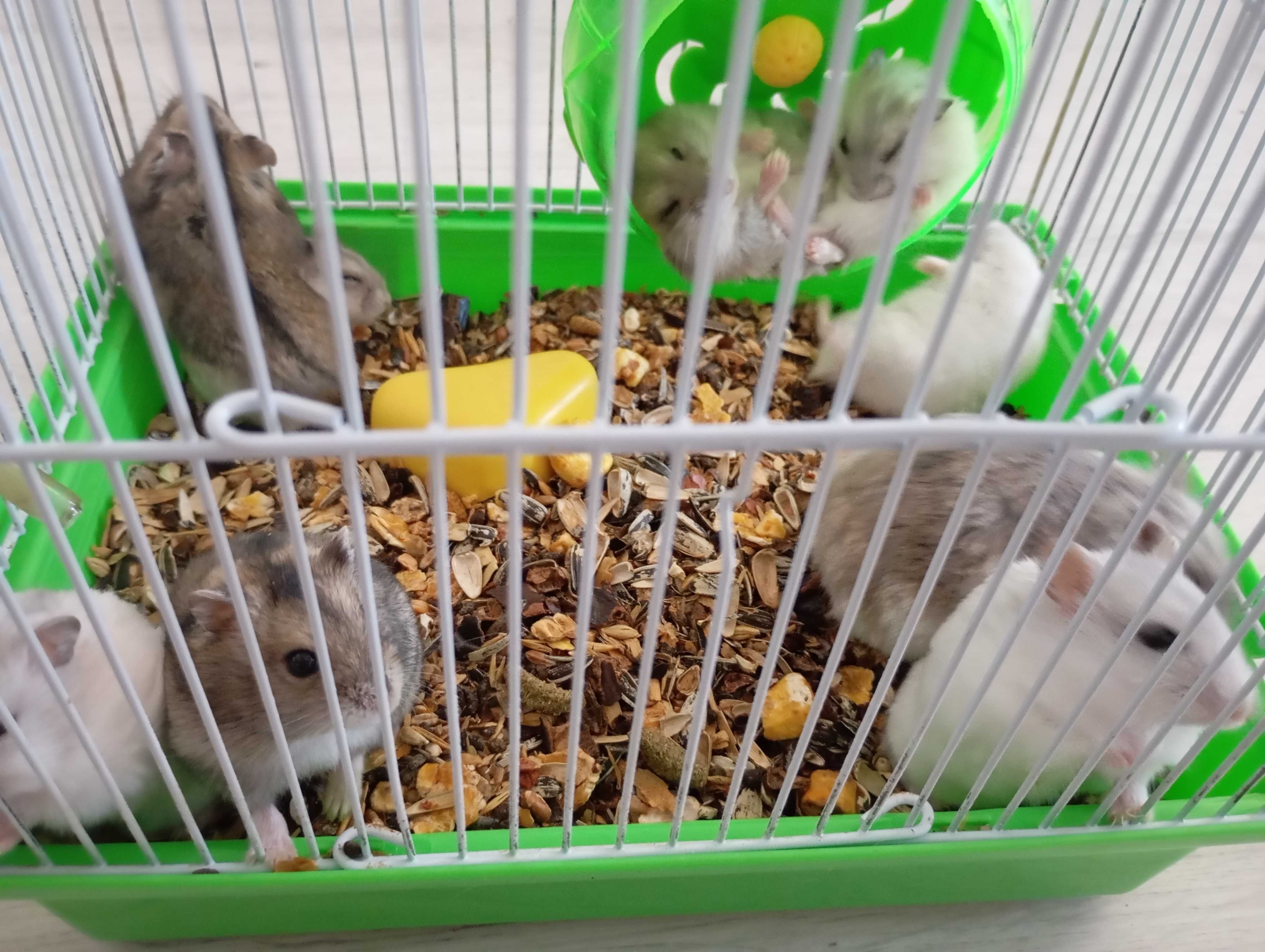 Hamsteri pitici de vânzare