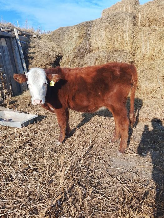 Продам телочку казахской белоголовой породы