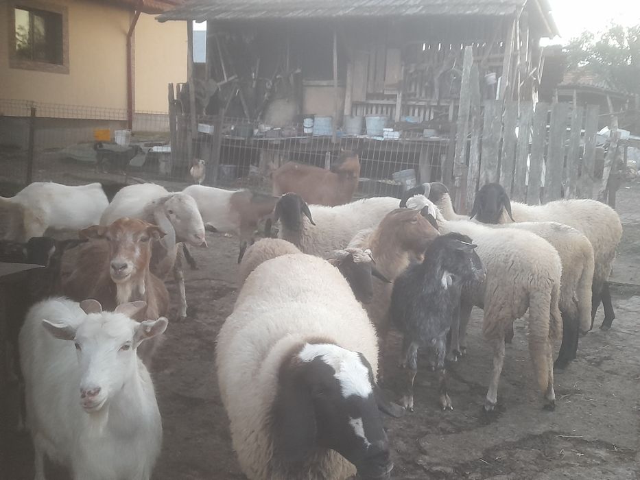 Capre și miele de vanzare
