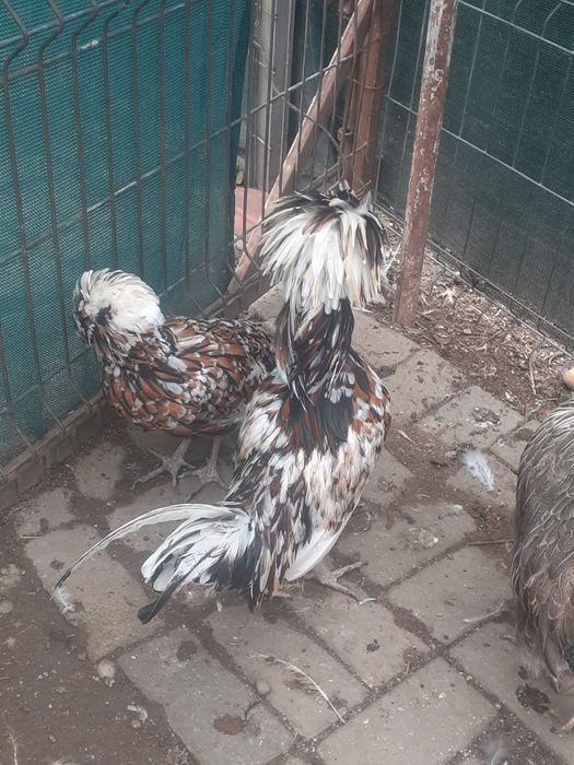 Vând pereche găini padoane portelan