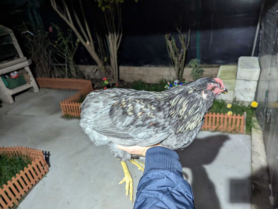 De vânzare cocos araucana