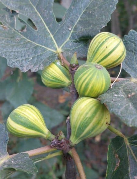 Smochin La Ghiveci (Toate Soiurile)