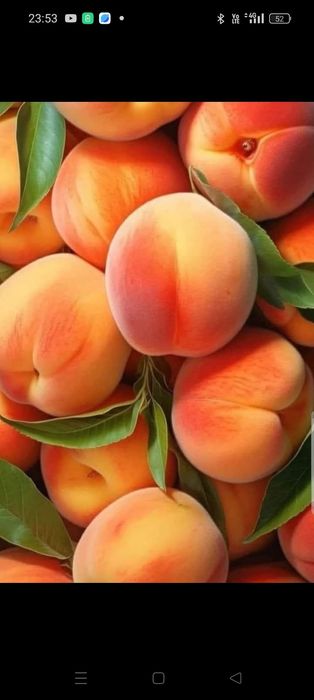 Pomi Fructiferi clasici și columnari