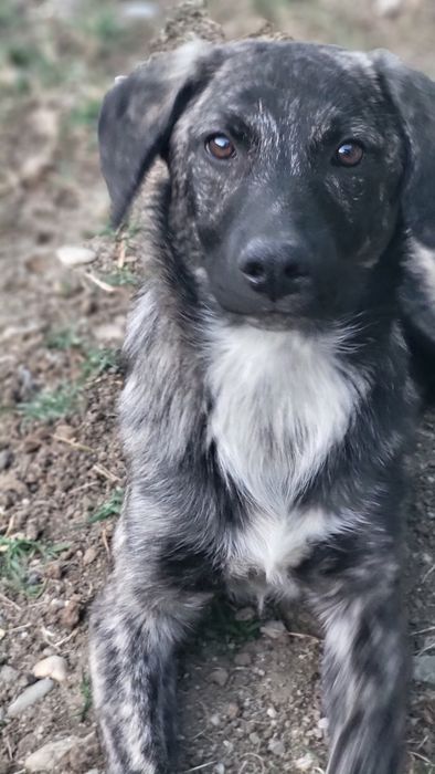 Catel pentru adoptie