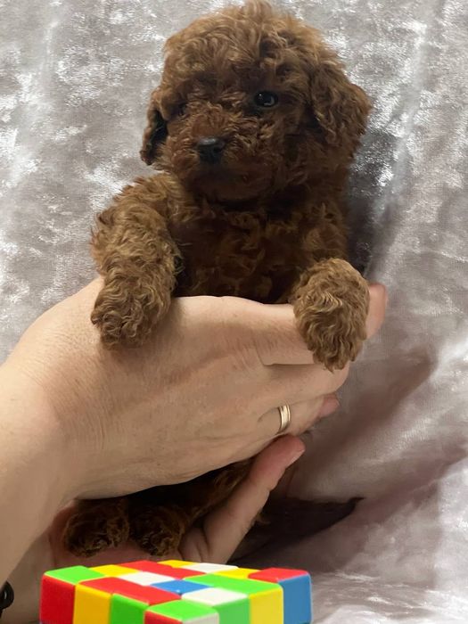 Той пудель.мальчик