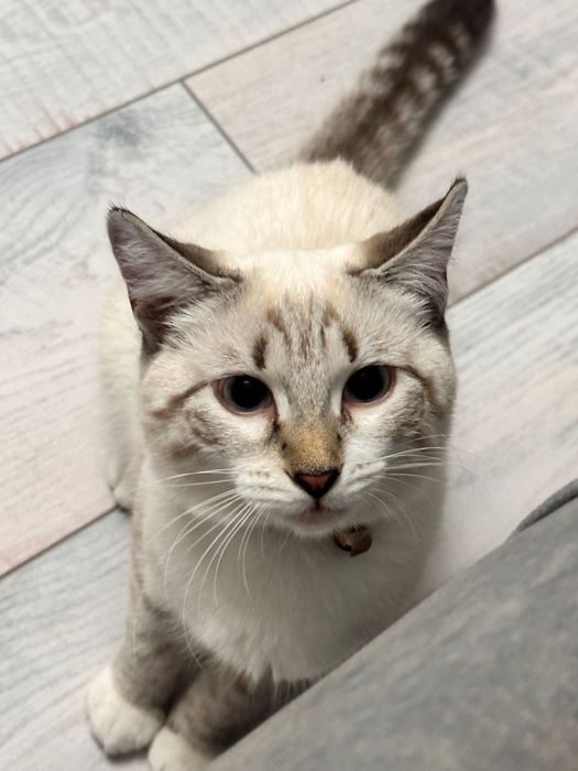 Кошка смешанная тайская