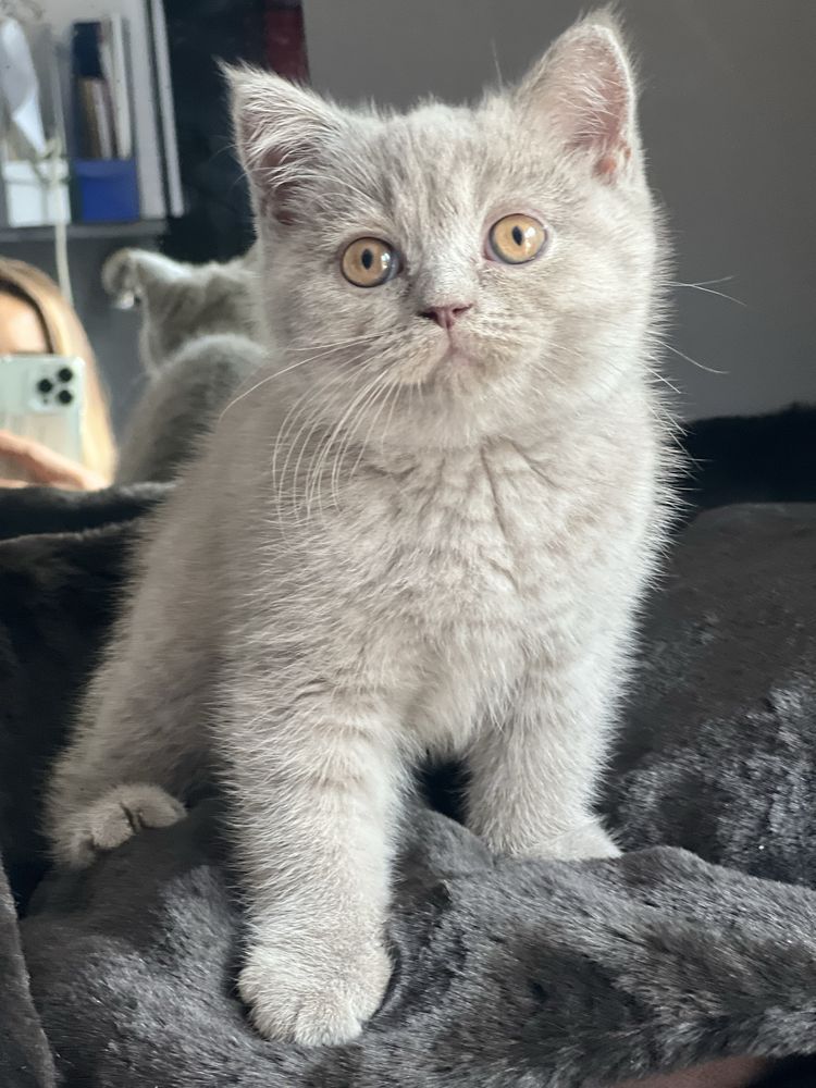 Британско мъжко коте