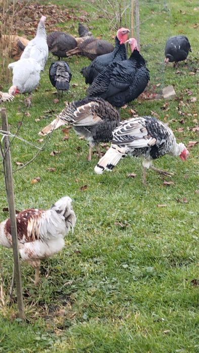 Vand curcani si curci