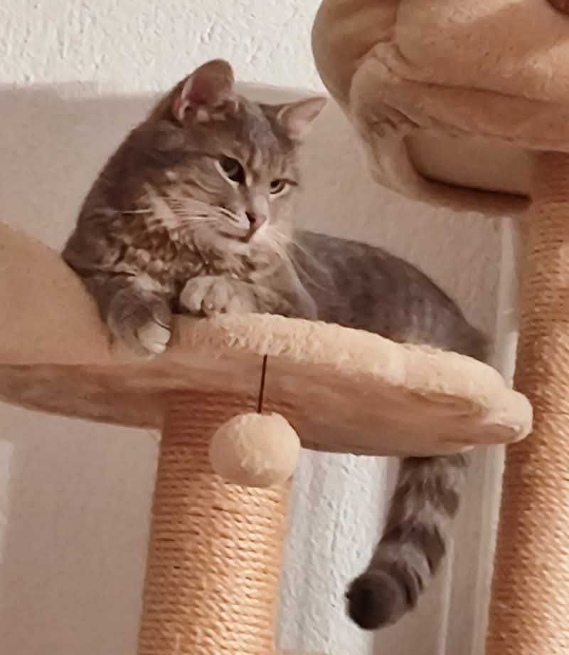 Зеленооко сиво мъжко коте (2 г) търси дом