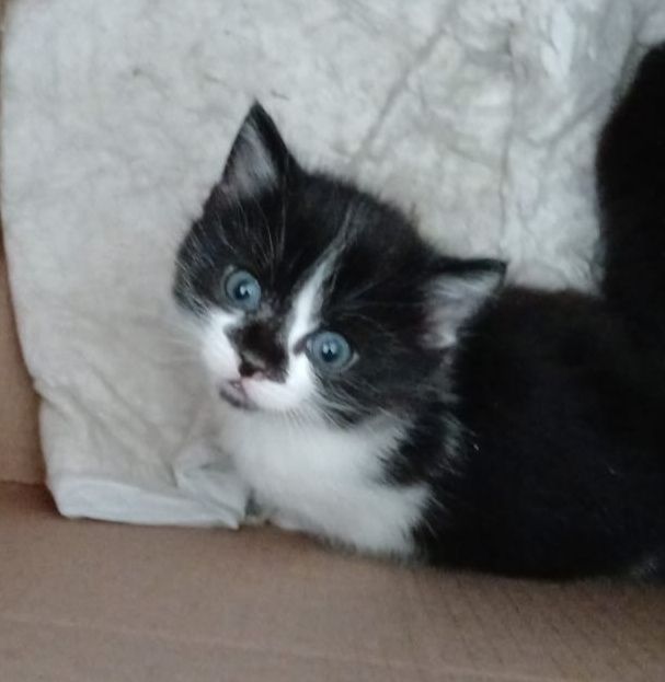 Котёнок в хорошие руки срочно