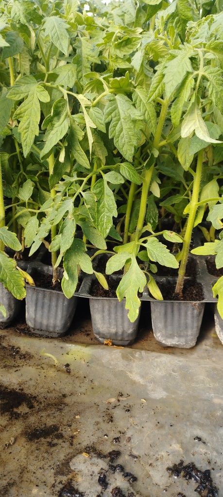 Продавам разсад за домати