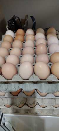Домашни яйца - 0.50