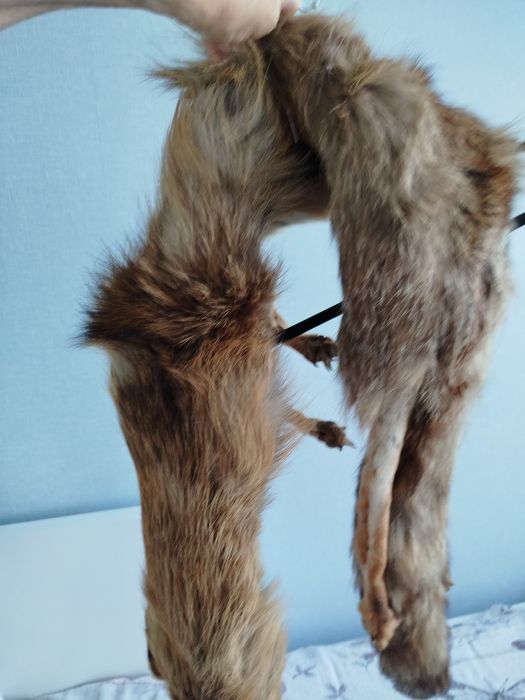 Яка от лисица, подходяща за палто де ми