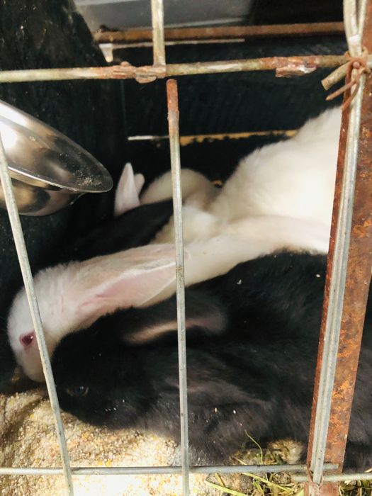 Iepurași de vânzare