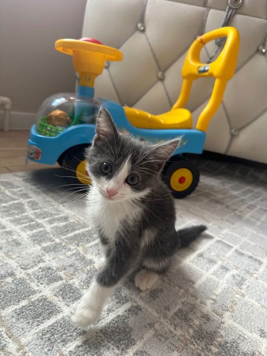 Отдам котенка в хорошие руки