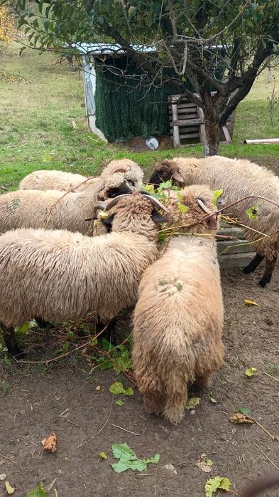 Berbecuti de vanzare