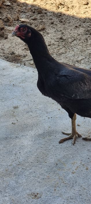 Sotiladi kulangi tovuq ganoy