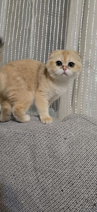 Скотиш-фолд золотая шиншилла девочка