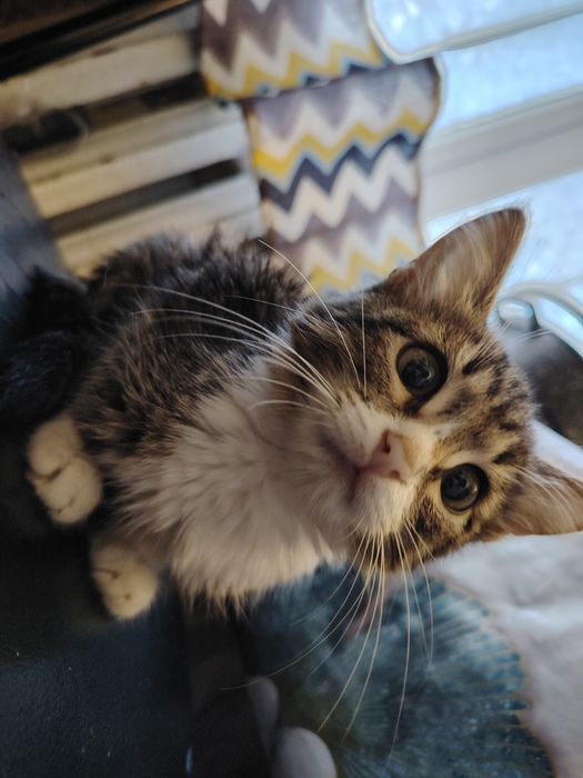 Котенок девочка , возраст 2 месяц