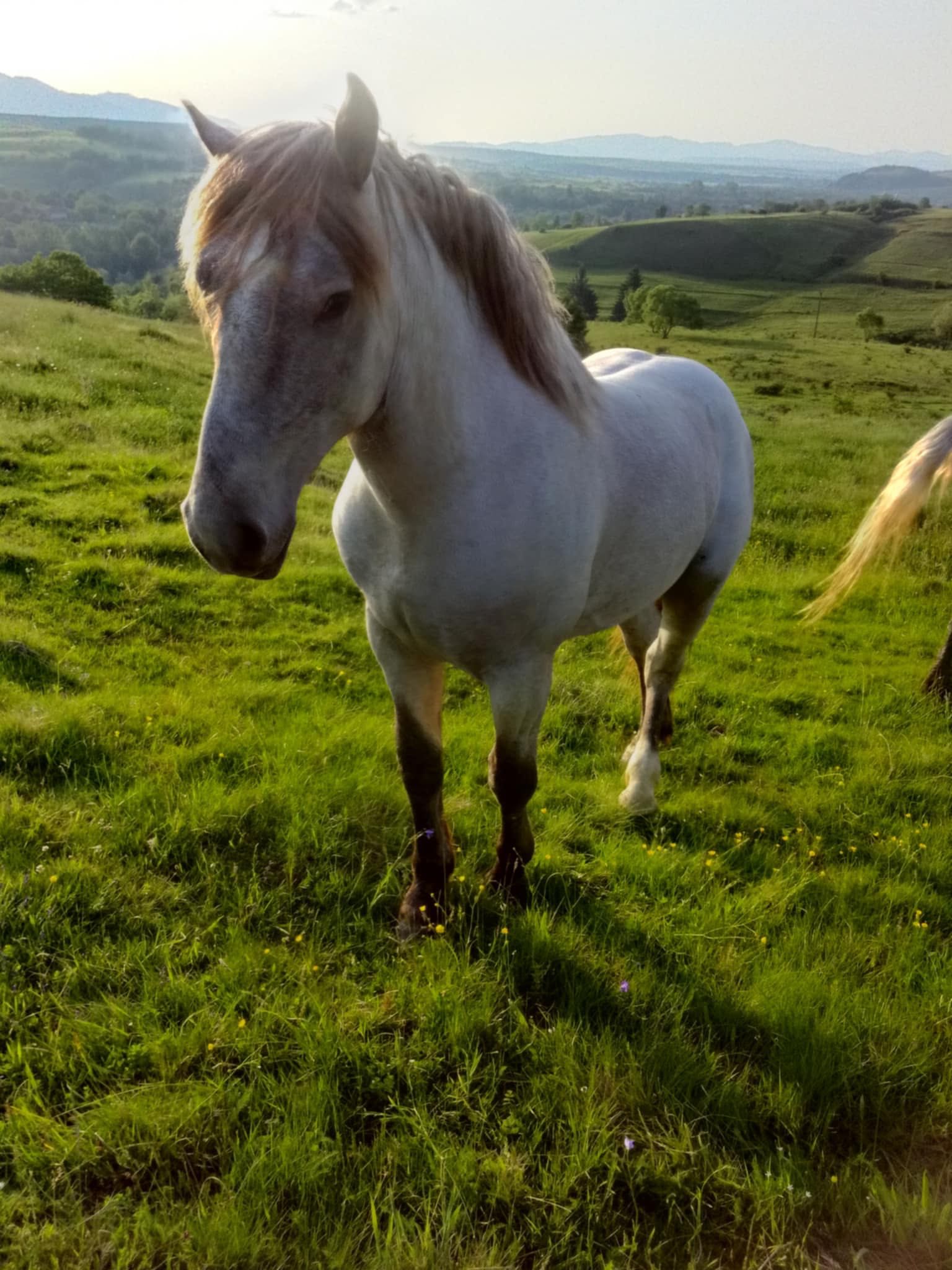 Vand mânz  2 ani