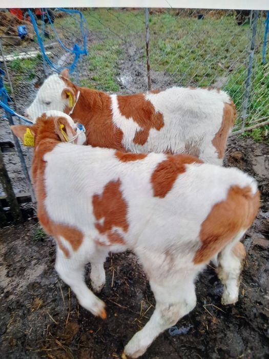 Doi vitelusi sunt de vanzare