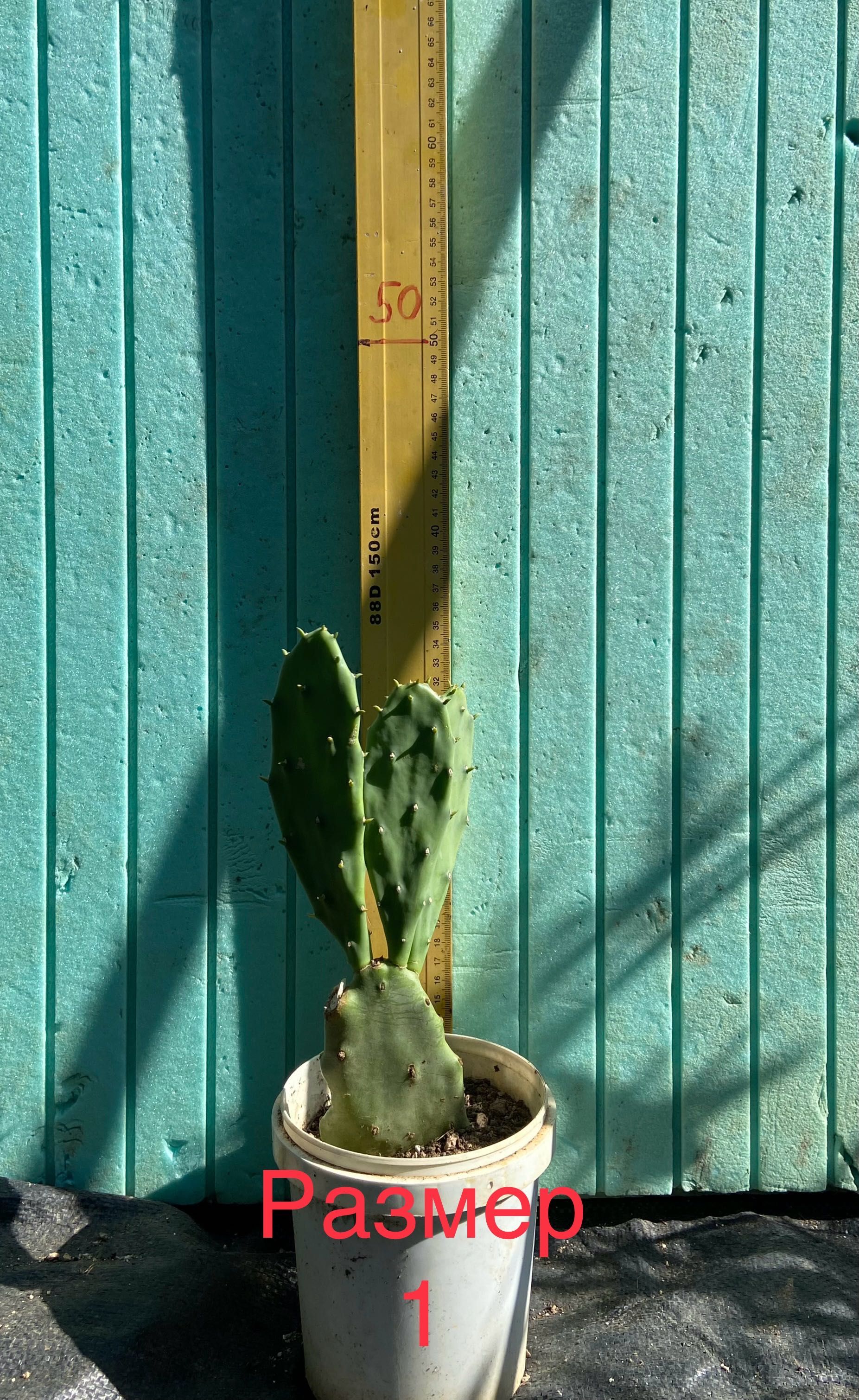 Смокиня индийска, Кактус ядлив опунция два вида, Opuntia ficus-indica
