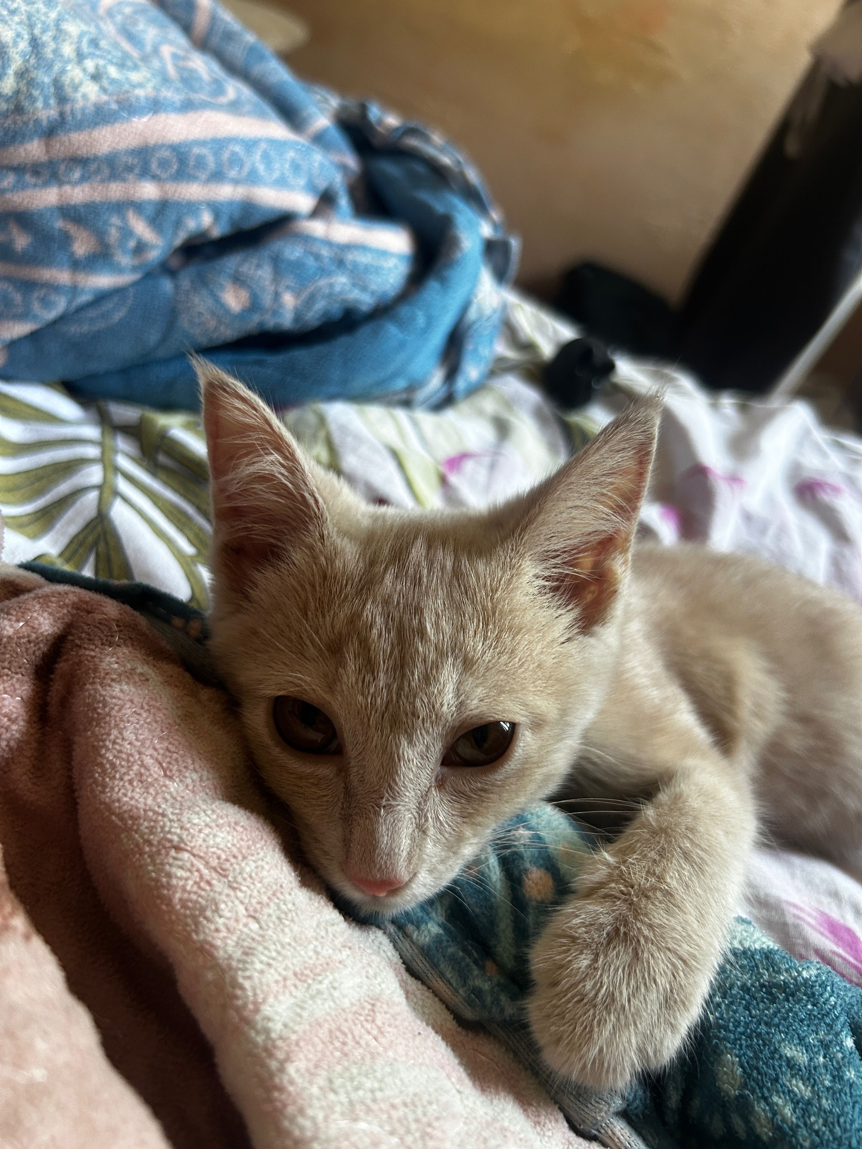 Милый котенок ищет себе дом, любящих владельцев