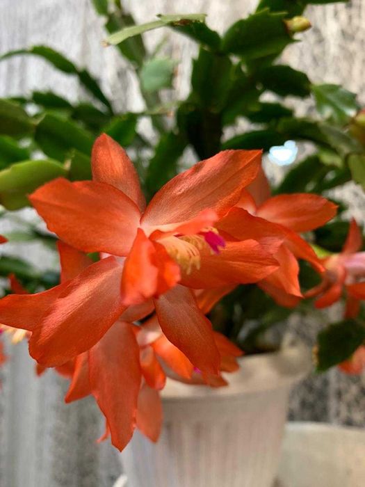 Комнатные цветы Декабристы