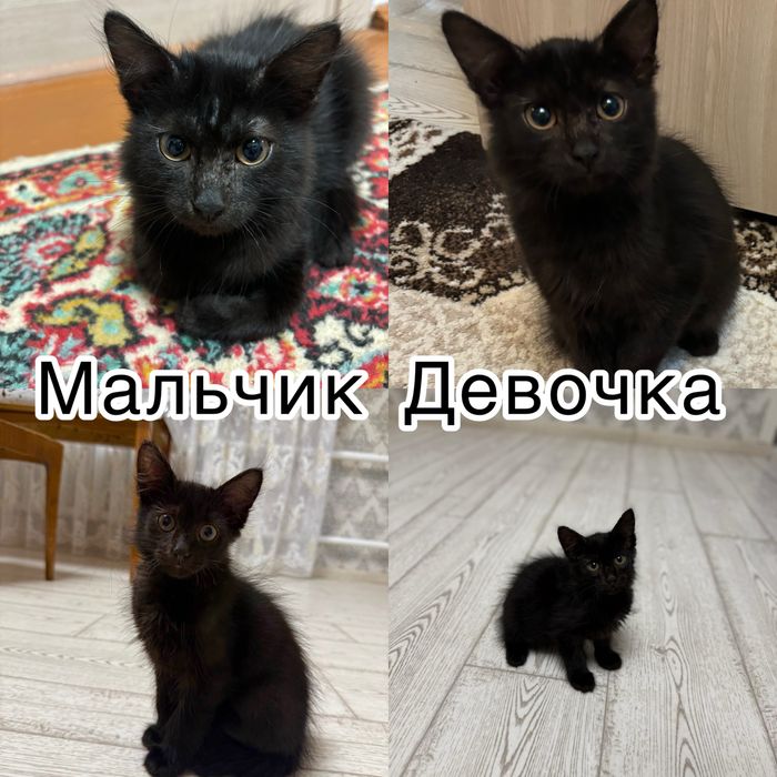 Отдам даром двух котят, мальчика и девочку